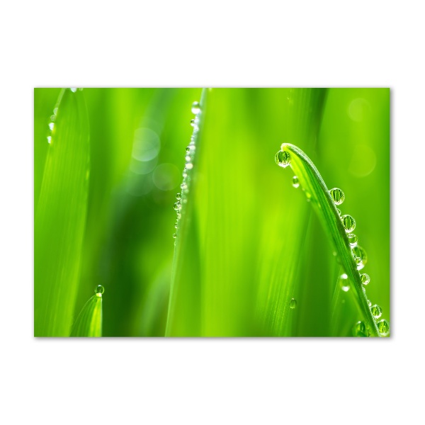 Foto en cristal de alta calidad con impresión uv horizontal Avena joven