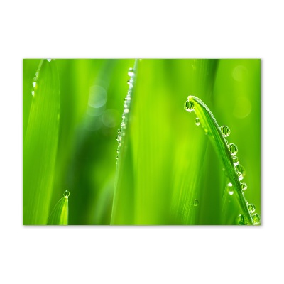 Foto en cristal de alta calidad con impresión uv horizontal Avena joven