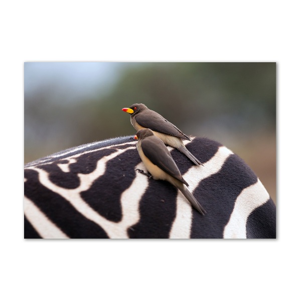 Cuadro de cristal templado moderno horizontal Pájaros y cebras