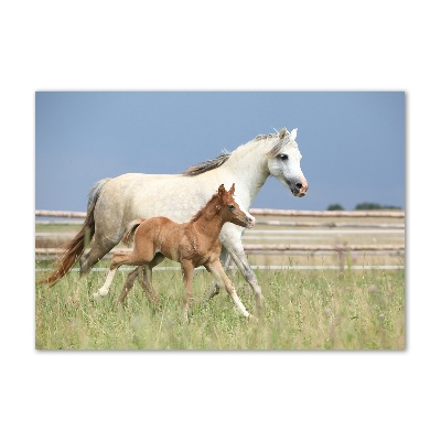 Foto-obraz szklany Klacz ze źrebięciem