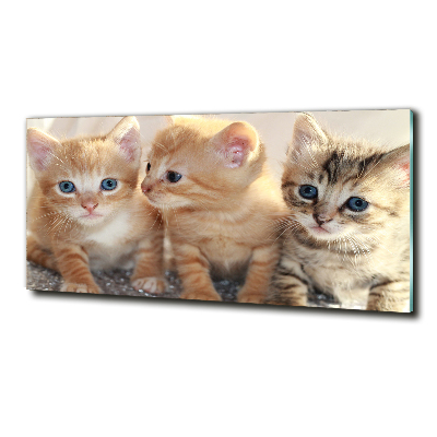 Foto en cristal de alta calidad con impresión uv horizontal Pequeños gatos