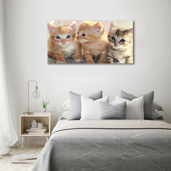 Foto en cristal de alta calidad con impresión uv horizontal Pequeños gatos