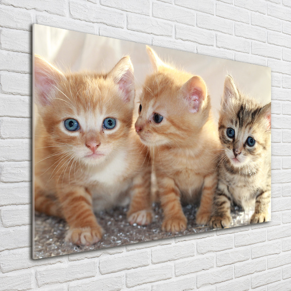 Foto en cristal de alta calidad con impresión uv horizontal Pequeños gatos