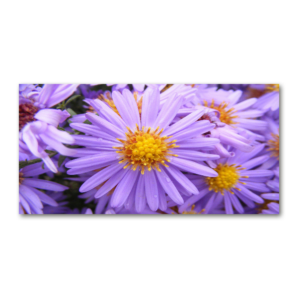 Foto en cristal de alta calidad con impresión uv horizontal Asters