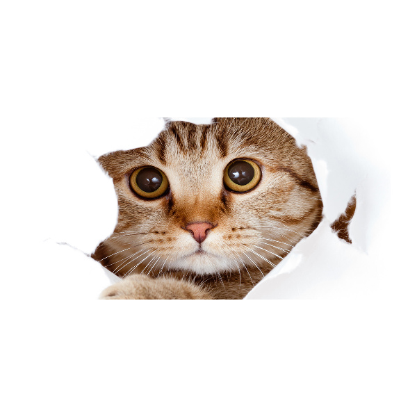 Foto-obraz zdjęcie szkło hartowane Kot