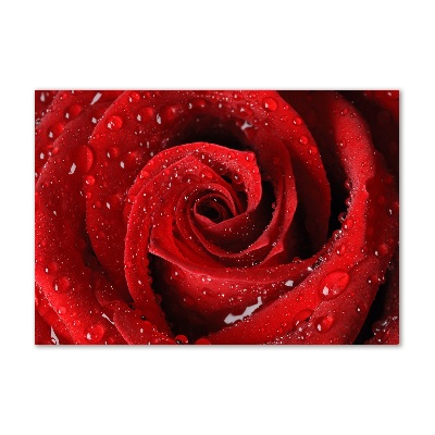 Foto en cristal de alta calidad con impresión uv horizontal Gotas sobre una rosa