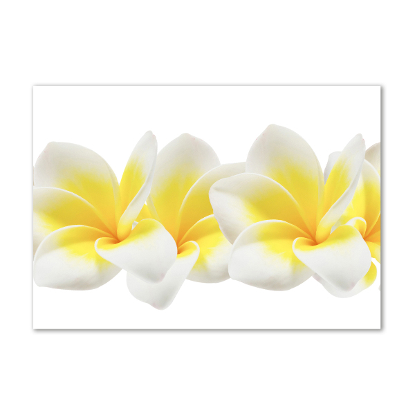 Foto obraz szkło hartowane Plumeria