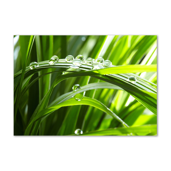 Impresión en cristal con acabado brillante horizontal Gotas sobre la hierba