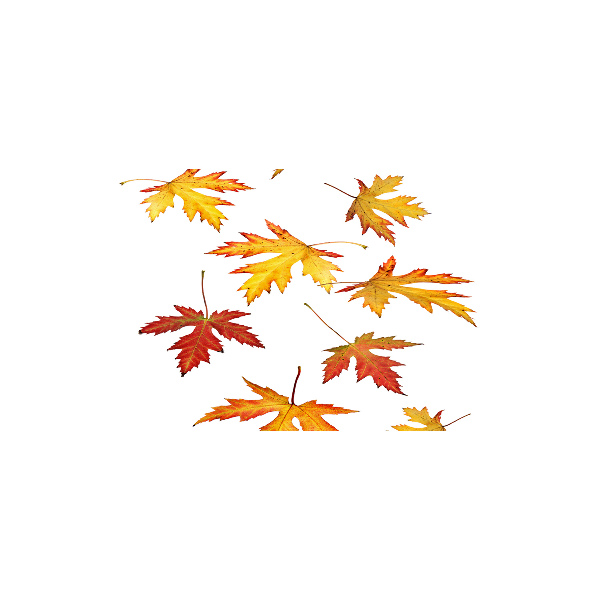 Cuadro decorativo de vidrio para salón horizontal Hojas de otoño