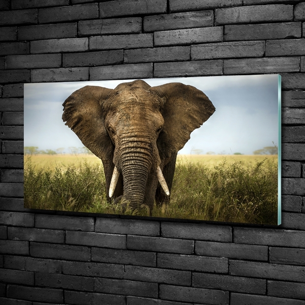Cuadro de cristal templado moderno horizontal Elefante en la sabana