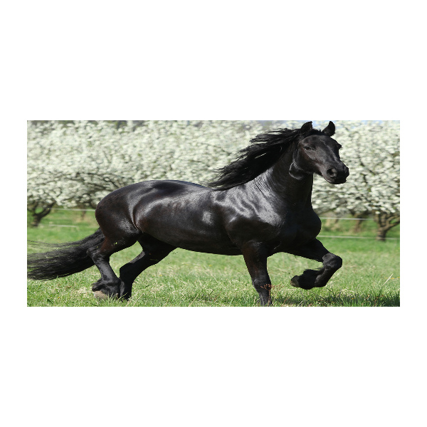 Impresión en cristal con acabado brillante horizontal Flores de caballo negro