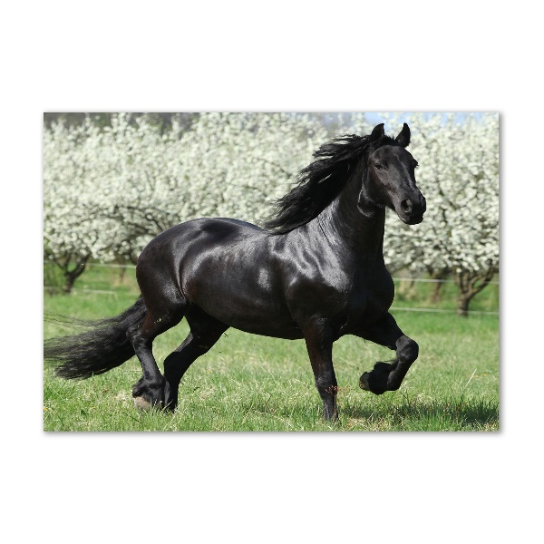 Impresión en cristal con acabado brillante horizontal Flores de caballo negro