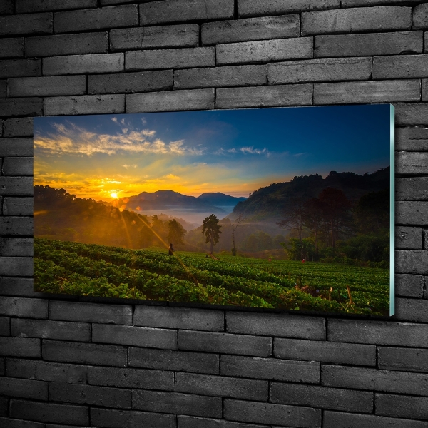 Foto en cristal de alta calidad con impresión uv horizontal Plantación de té