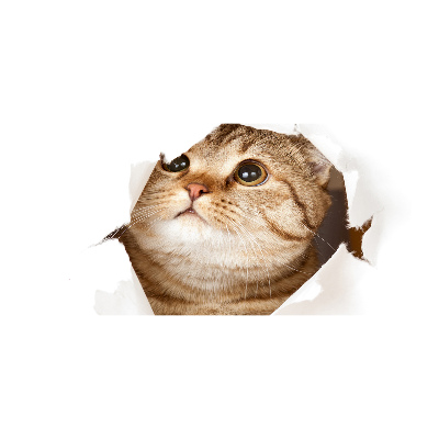 Cuadro decorativo de vidrio para salón horizontal Gato