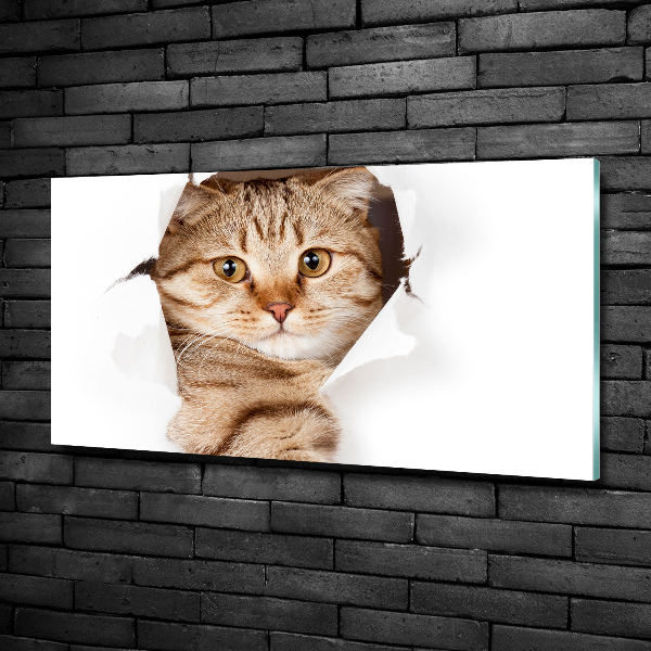 Foto en cristal de alta calidad con impresión uv horizontal Gato