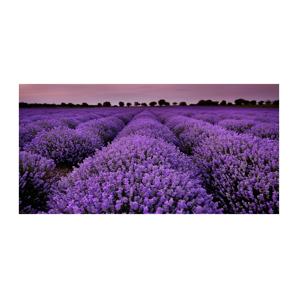 Cuadro decorativo de vidrio para salón horizontal campo de lavanda