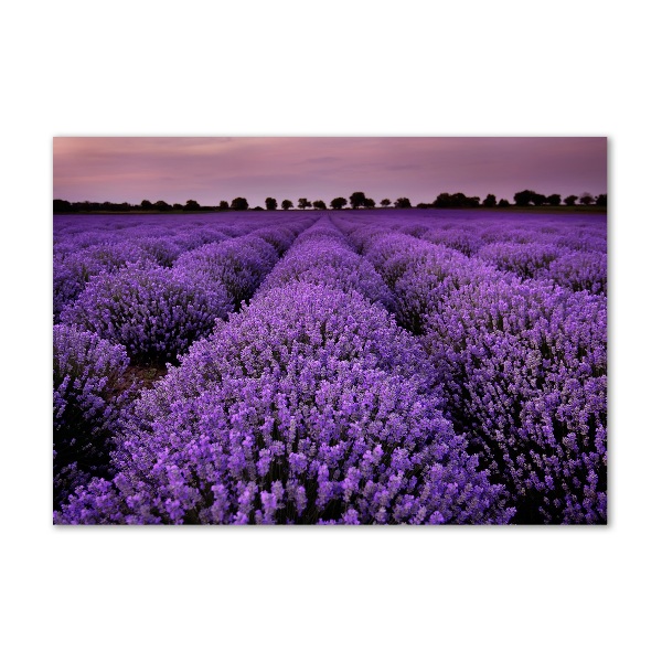 Cuadro decorativo de vidrio para salón horizontal campo de lavanda