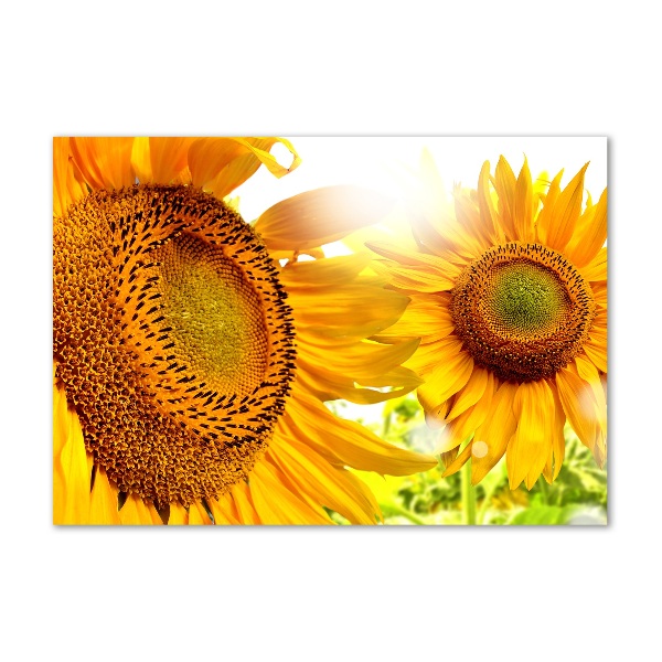 Foto en cristal de alta calidad con impresión uv horizontal Girasoles