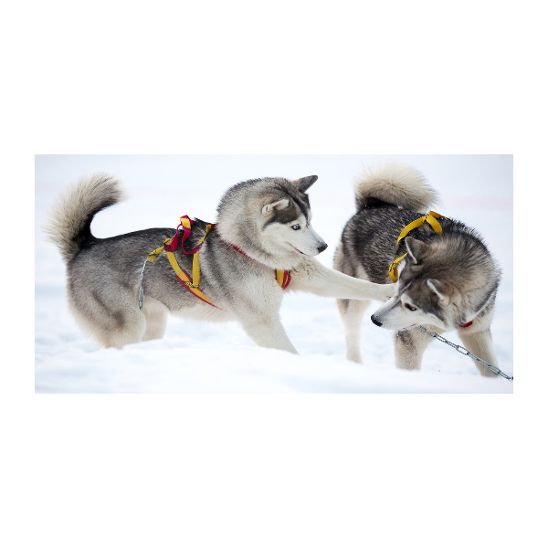 Foto en cristal de alta calidad con impresión uv horizontal Huskies en invierno