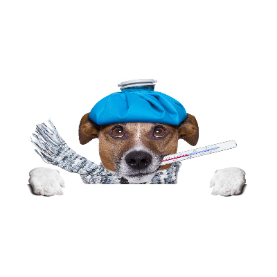 Cuadro de cristal templado moderno horizontal perro enfermo