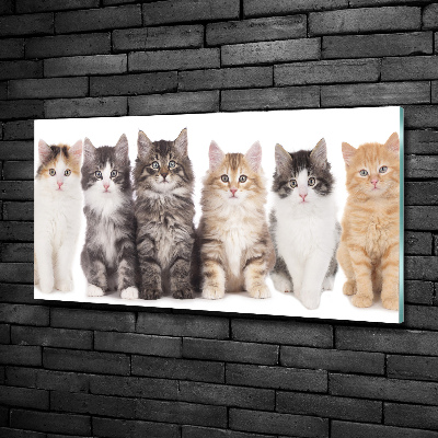 Cuadro decorativo de vidrio para salón horizontal Seis gatos