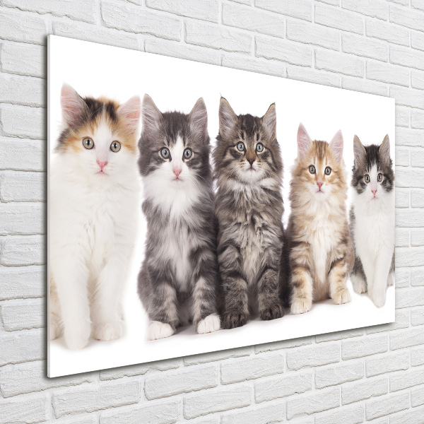 Cuadro decorativo de vidrio para salón horizontal Seis gatos