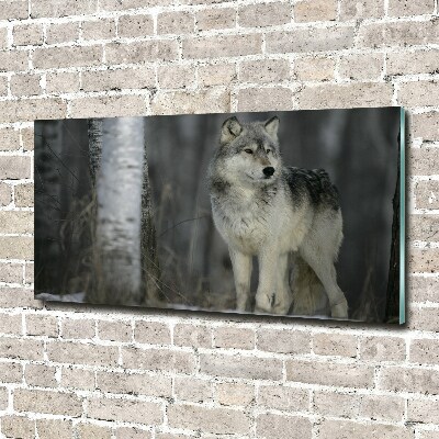 Foto en cristal de alta calidad con impresión uv horizontal Lobo gris