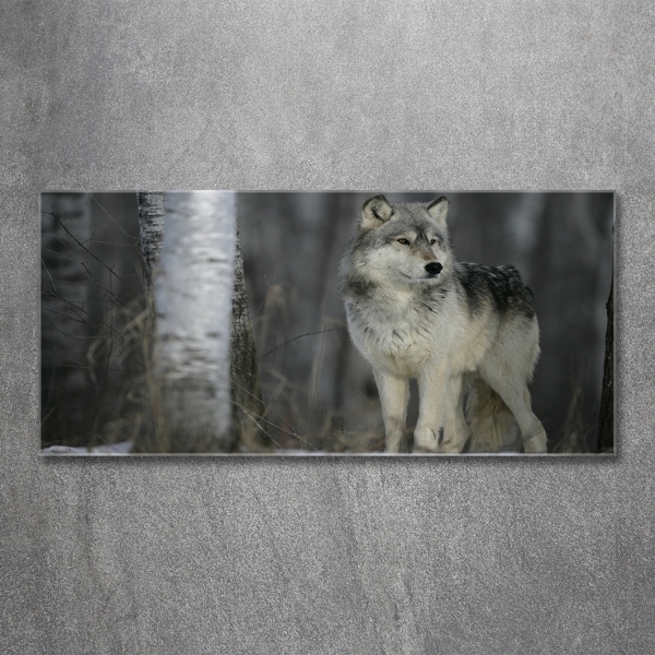 Foto en cristal de alta calidad con impresión uv horizontal Lobo gris