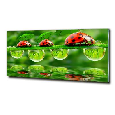 Cuadro decorativo de vidrio para salón horizontal Paraguas de mariquita