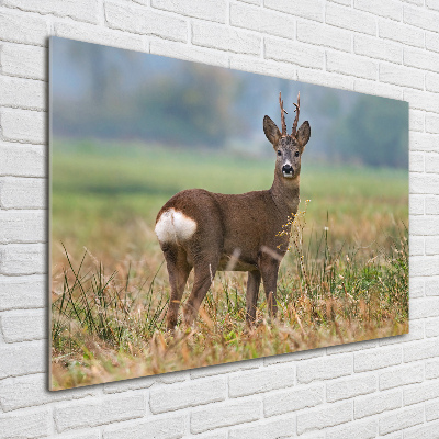 Foto-obraz zdjęcie szkło hartowane Sarna