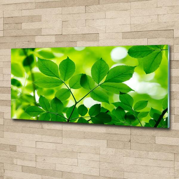 Cuadro decorativo de vidrio para salón horizontal hojas verdes