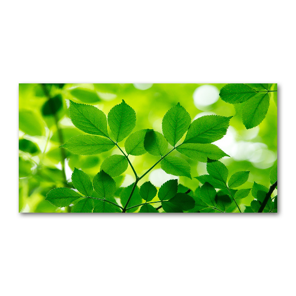 Cuadro decorativo de vidrio para salón horizontal hojas verdes