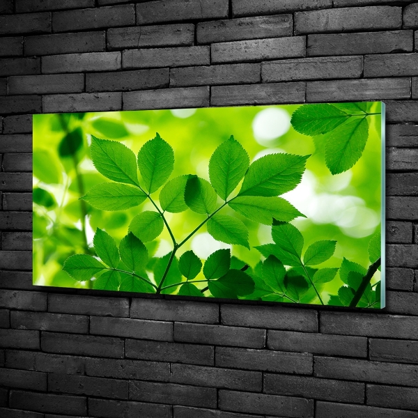 Cuadro decorativo de vidrio para salón horizontal hojas verdes