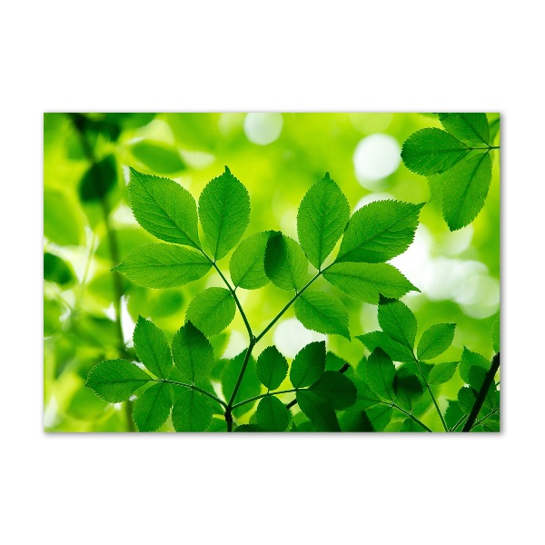 Cuadro decorativo de vidrio para salón horizontal hojas verdes