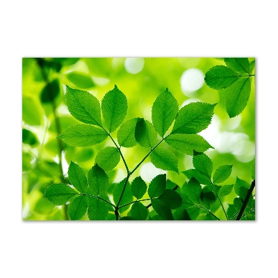 Cuadro decorativo de vidrio para salón horizontal hojas verdes
