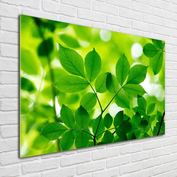 Cuadro decorativo de vidrio para salón horizontal hojas verdes
