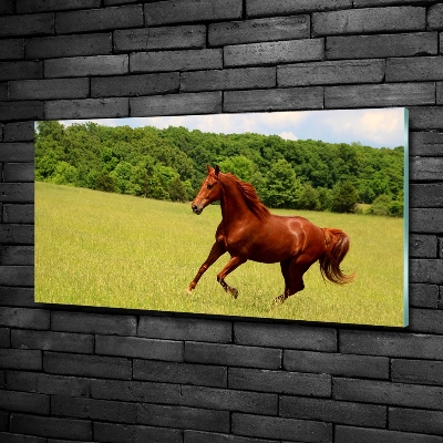 Cuadro decorativo de vidrio para salón horizontal Un caballo en el prado