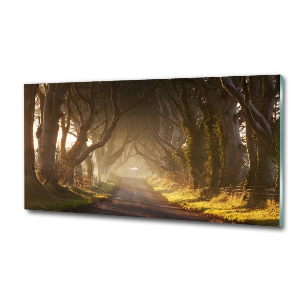 Foto en cristal de alta calidad con impresión uv horizontal Niebla en el bosque