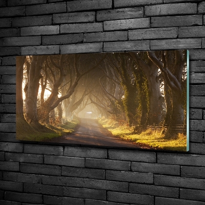 Foto en cristal de alta calidad con impresión uv horizontal Niebla en el bosque