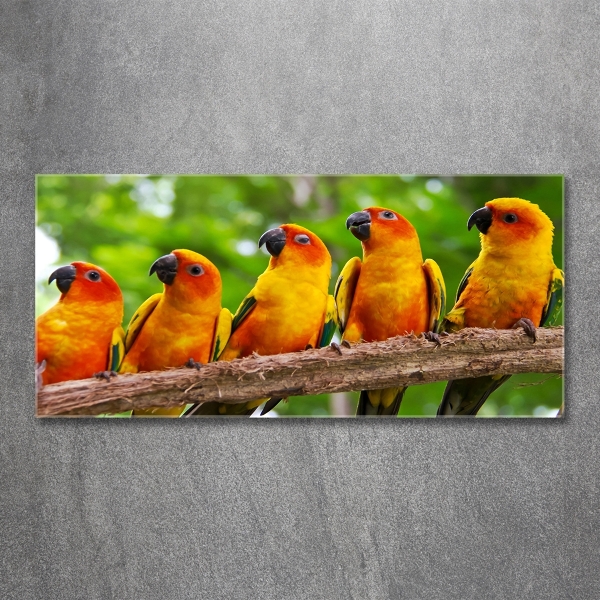 Foto en cristal de alta calidad con impresión uv horizontal Loros en una rama