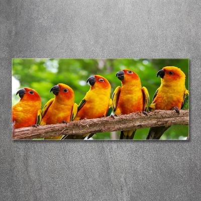 Foto en cristal de alta calidad con impresión uv horizontal Loros en una rama