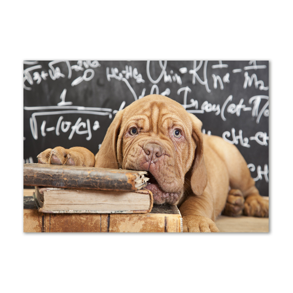 Foto en cristal de alta calidad con impresión uv horizontal El perro está mordiendo el libro.