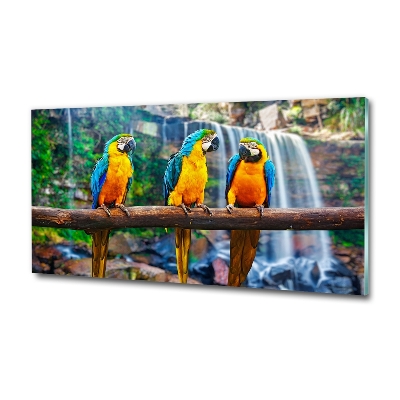 Foto en cristal de alta calidad con impresión uv horizontal Loros en una rama