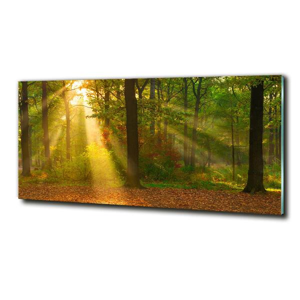 Cuadro de cristal templado moderno horizontal Bosque al sol