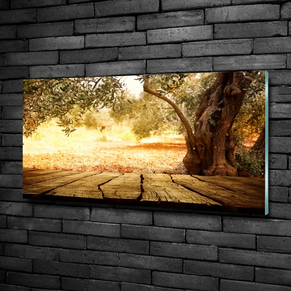 Foto obraz szkło hartowane Drzewo oliwne