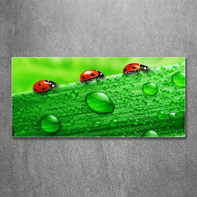 Cuadro de cristal templado moderno horizontal Mariquitas en la hierba