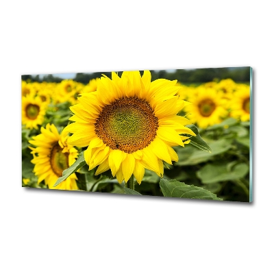 Cuadro decorativo de vidrio para salón horizontal Un campo de girasoles