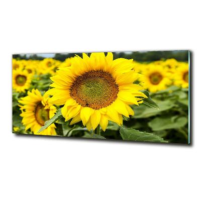 Cuadro decorativo de vidrio para salón horizontal Un campo de girasoles
