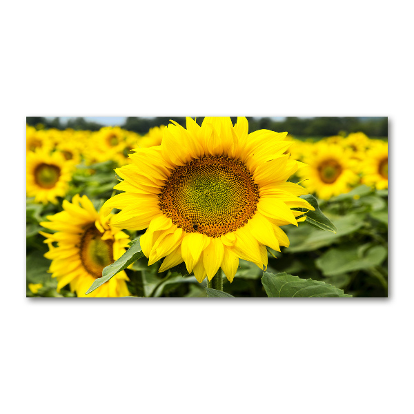 Cuadro decorativo de vidrio para salón horizontal Un campo de girasoles