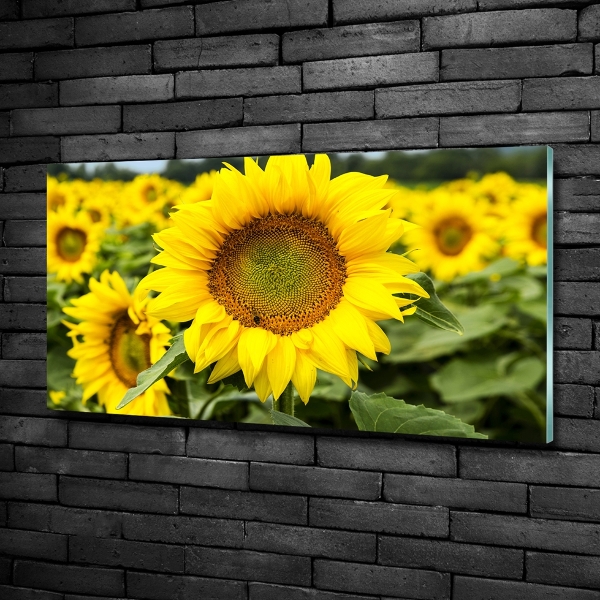 Cuadro decorativo de vidrio para salón horizontal Un campo de girasoles